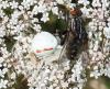 Misumena vatia
